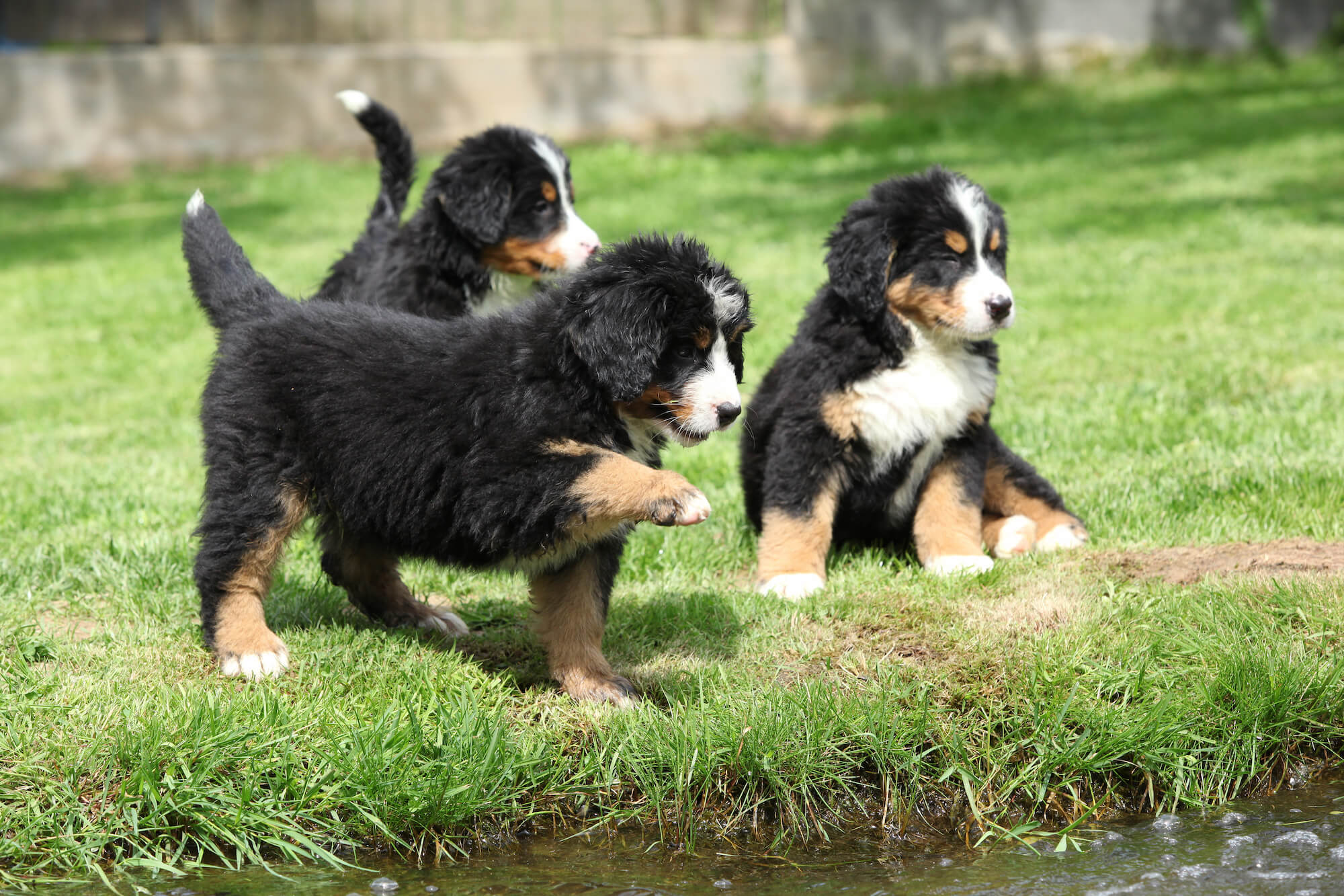 Nutrition during growth in puppies