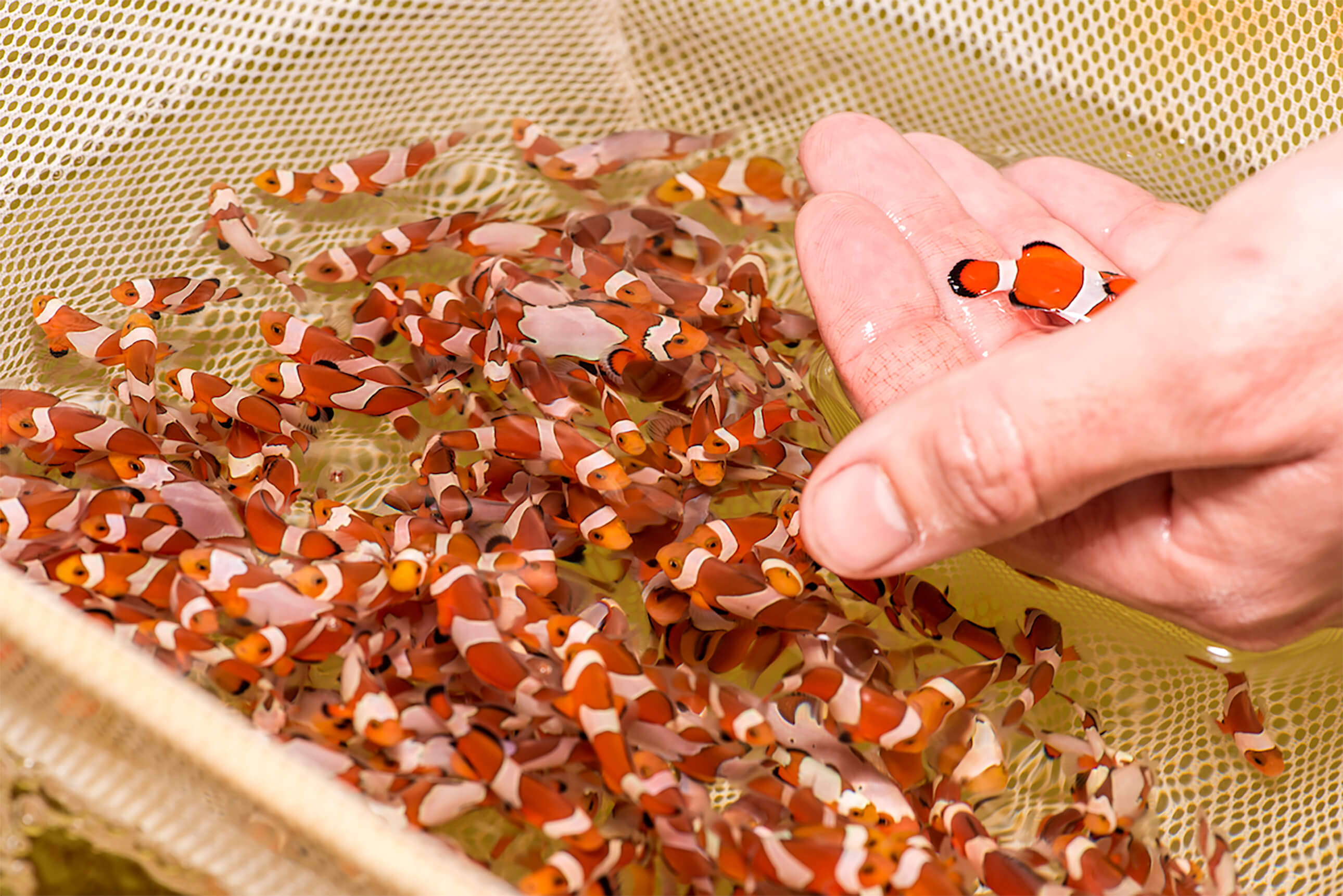 The uncertain future of trade in marine ornamental fishes