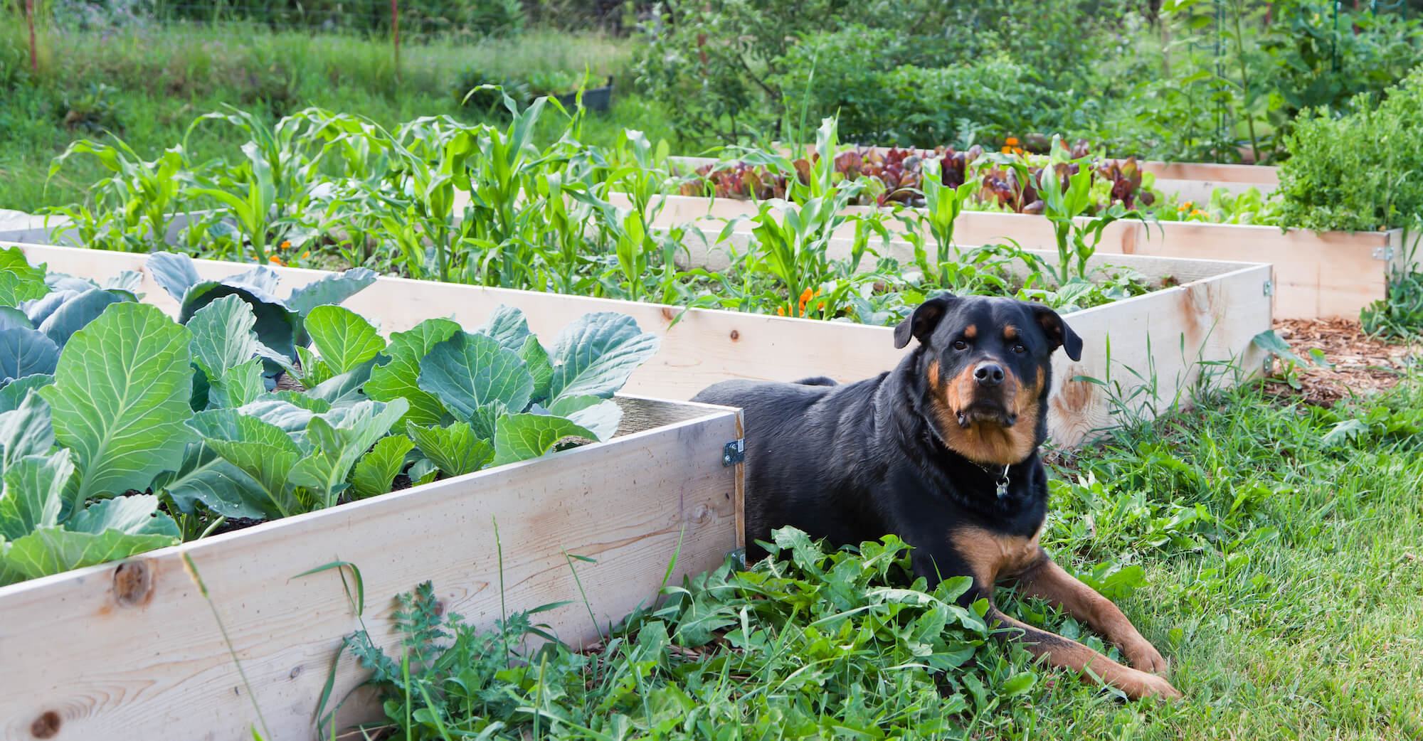 Meeting consumer demand for more plant-based pet foods