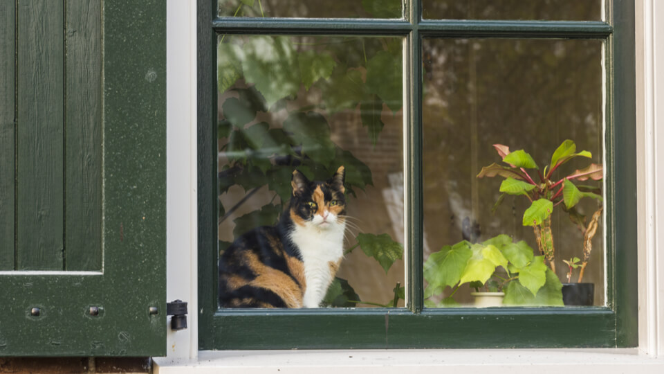 The pet industry in the Benelux: an update