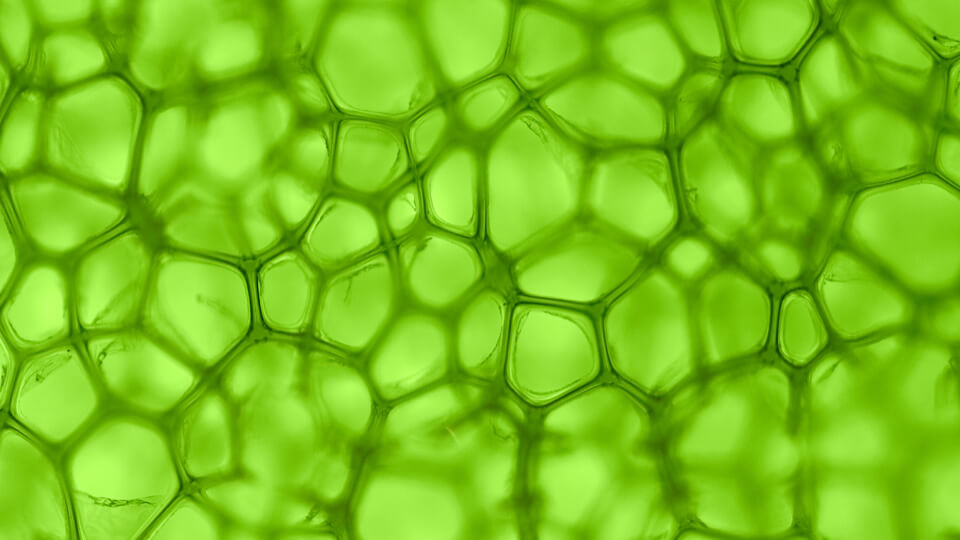 Plant structure and nutrient bioaccessibility