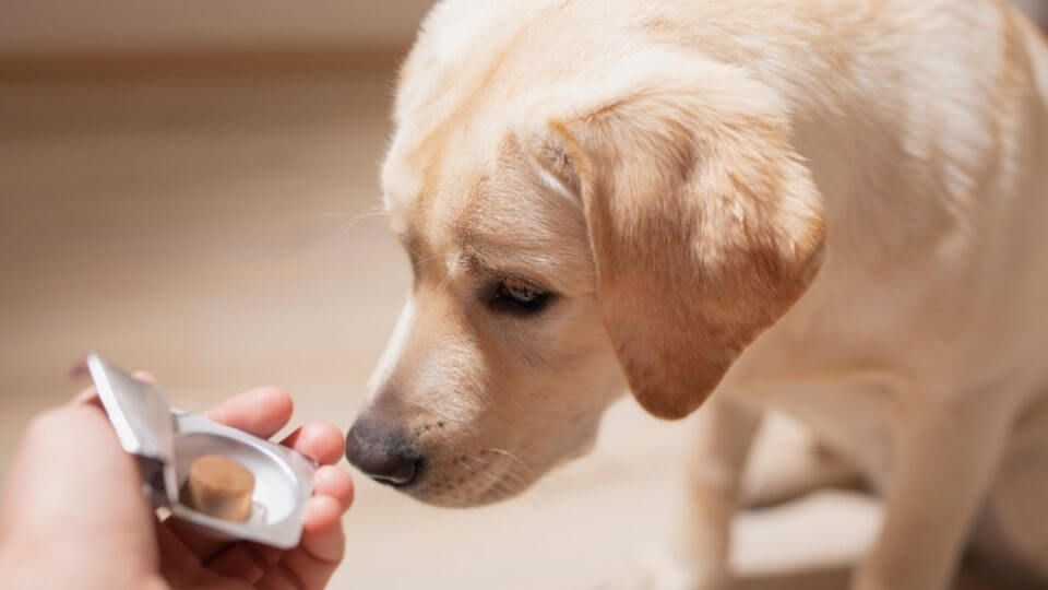 Pet health priorities are evolving