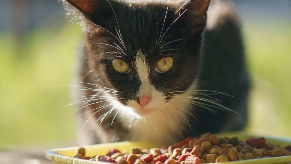 Halal pet food – an emerging segment on the global market