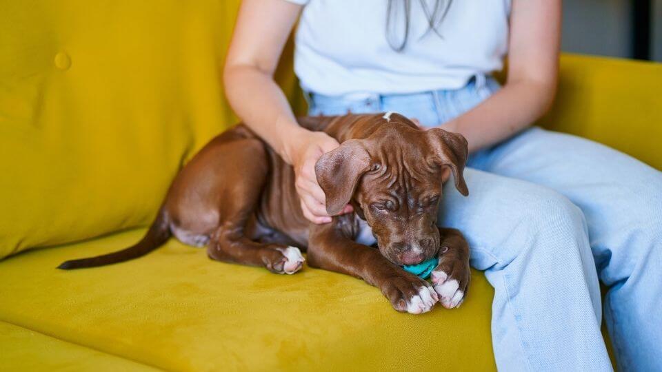 Modern pet parents – setting higher standards for pet toys