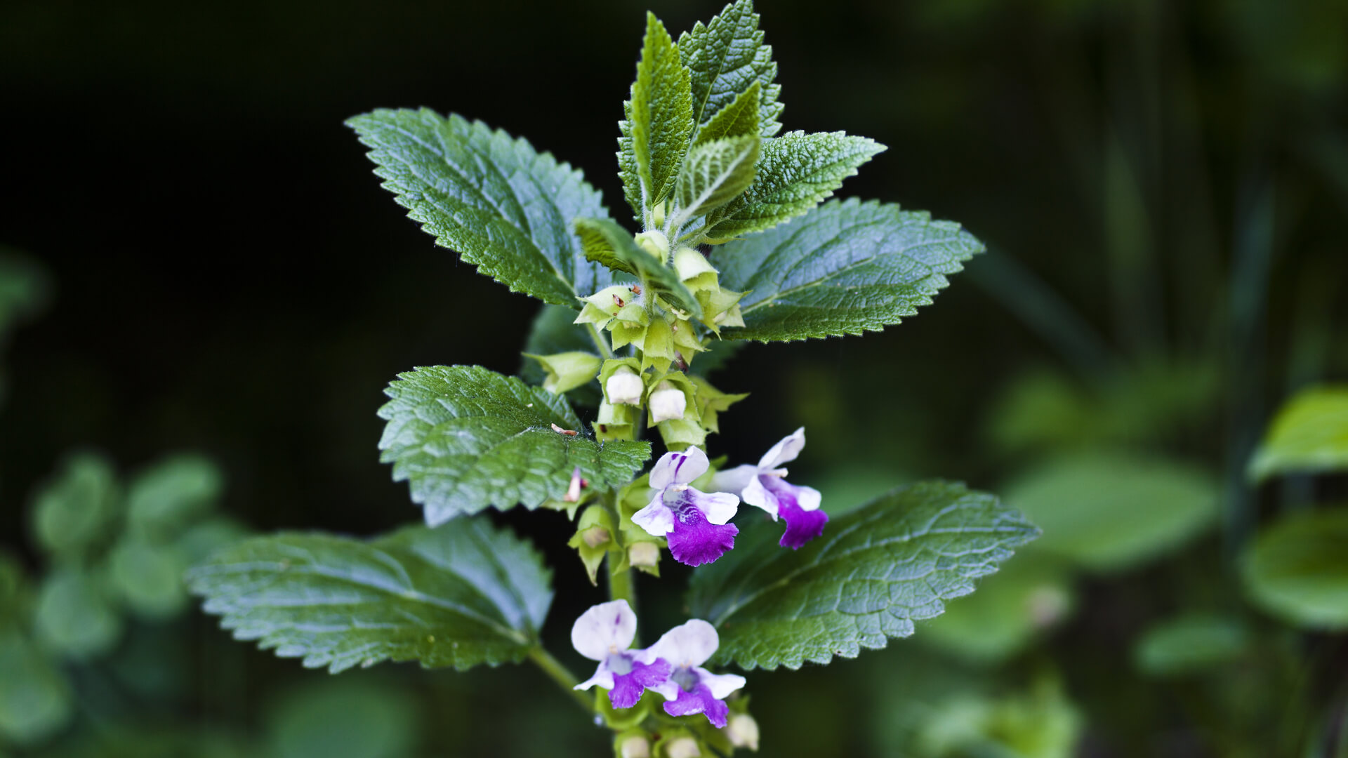 Herbs that calm and soothe