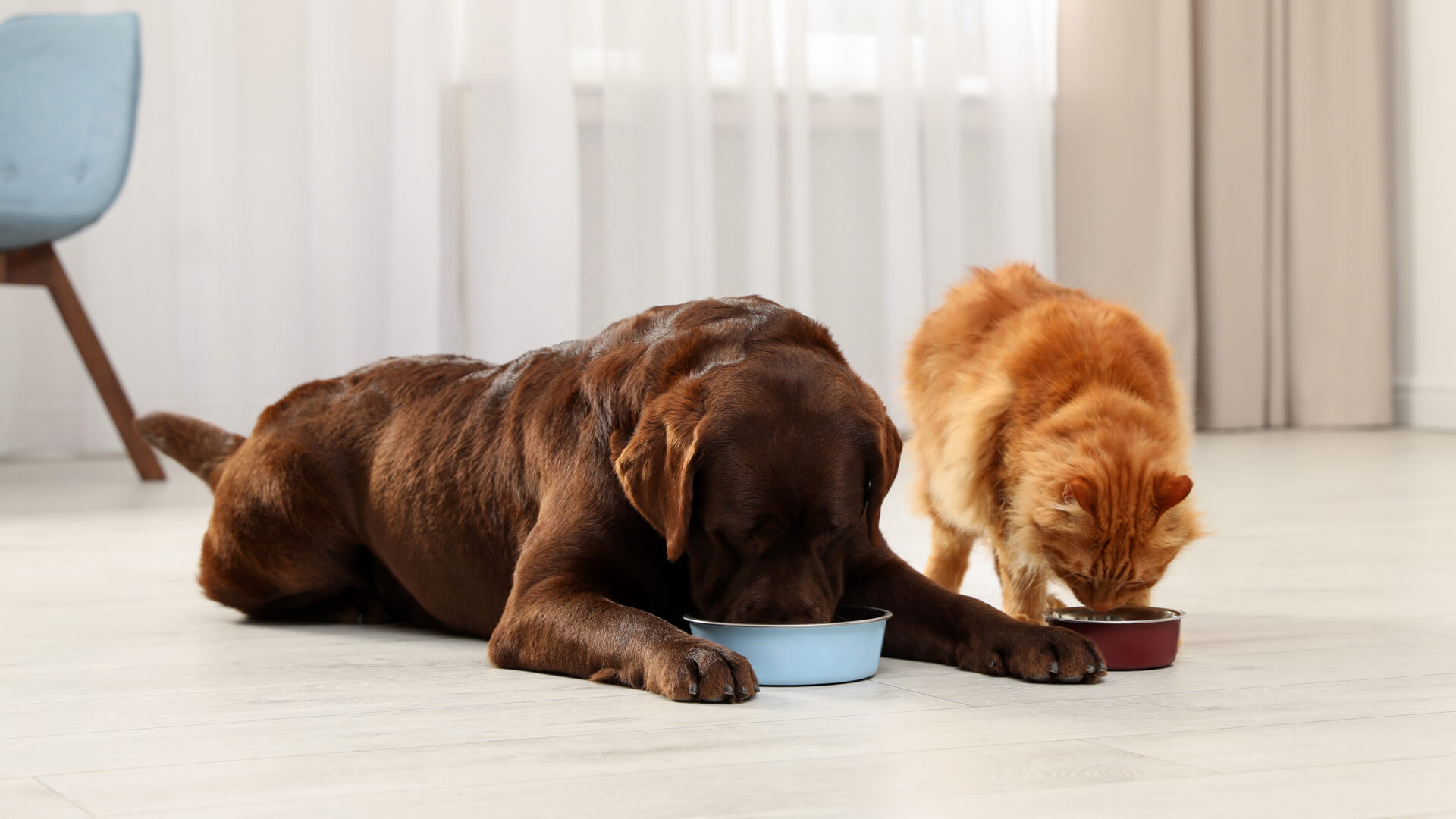 Trends in meal toppers for dogs and cats