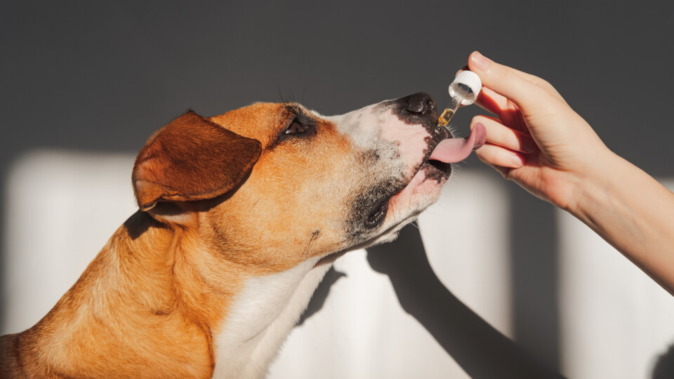 What’s new in the pet supplement sector?