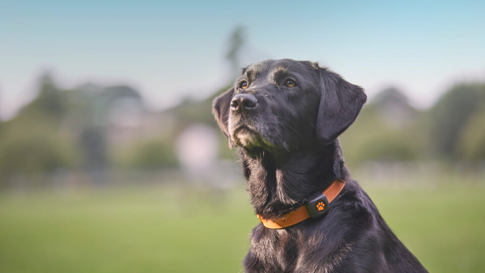 Wearable tech: does it improve a pet’s life?