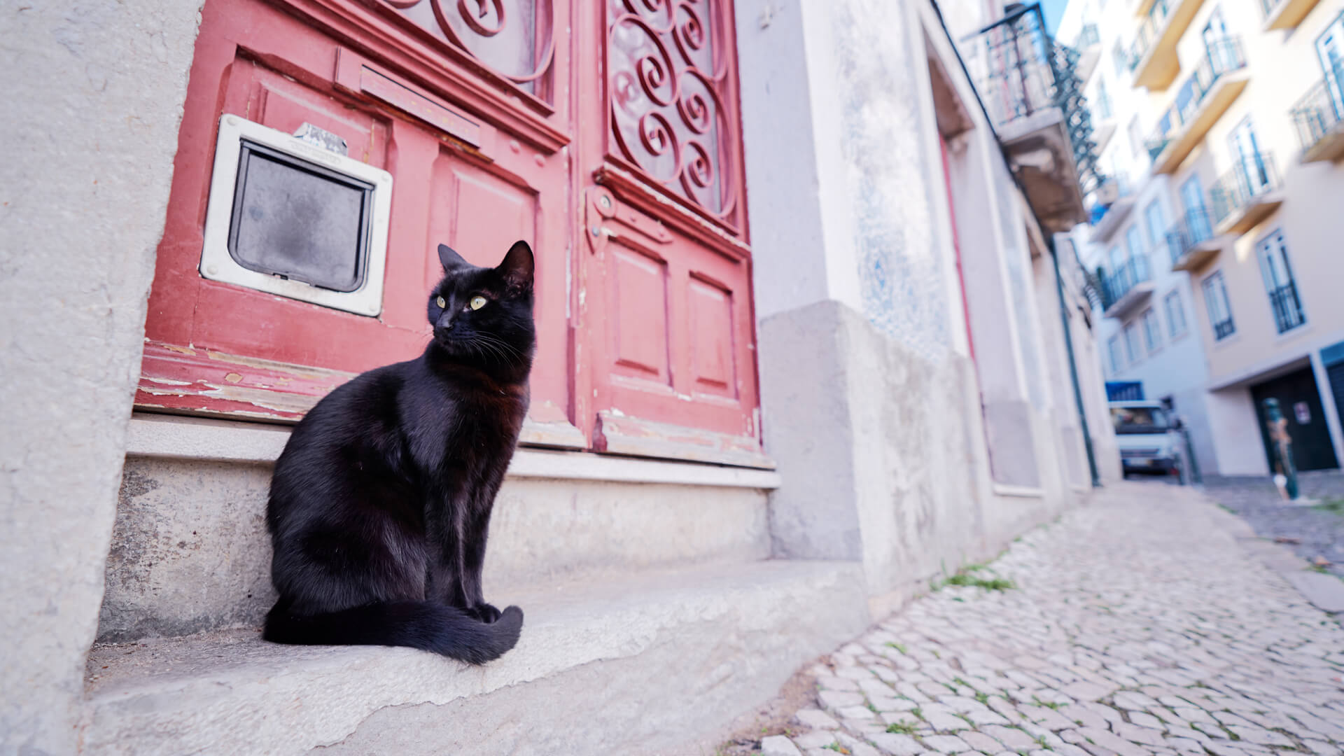 The Portuguese pet industry: an overview