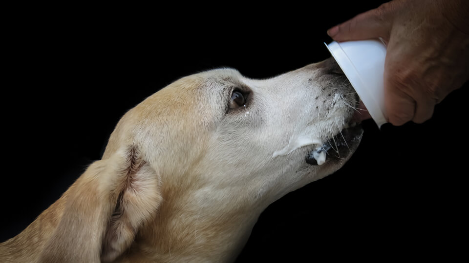 Trend Alert: Probiotics for dogs and cats