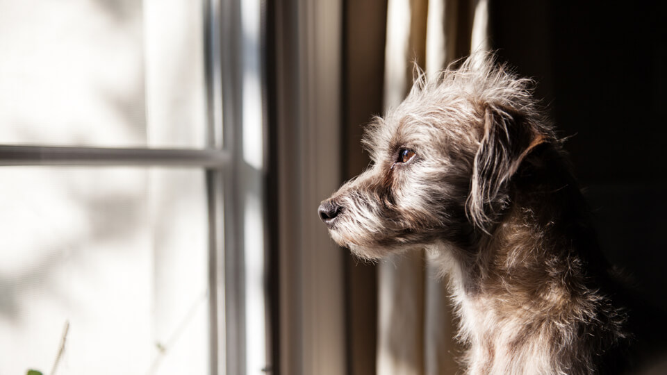 Utilizing psychobiotics to improve pet mood