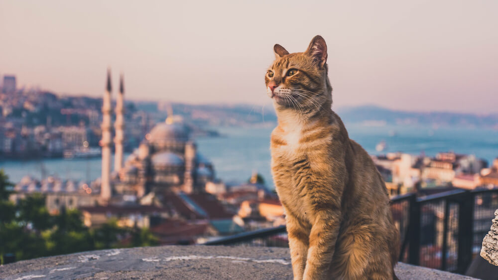 Turkey as supplier base of the Eurasian region?