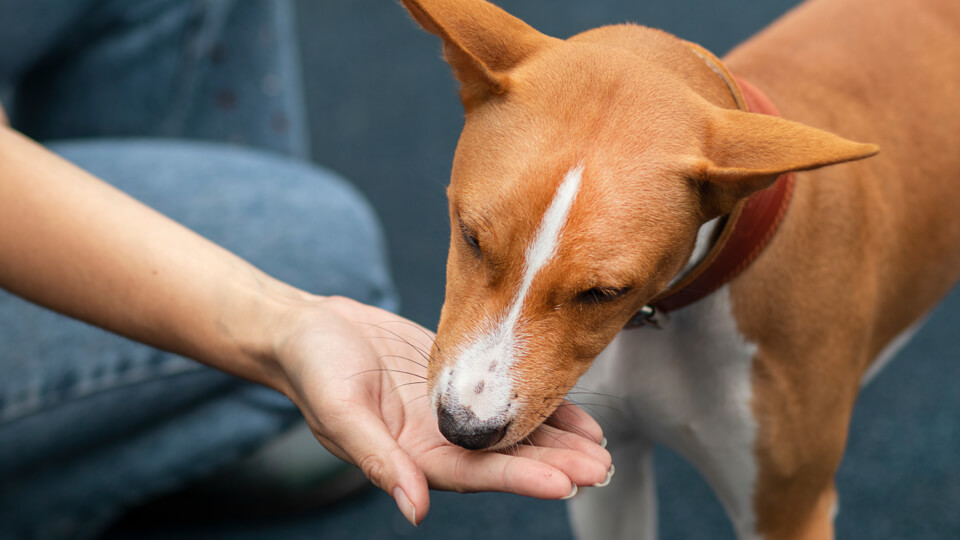 Survey: how do pet parents feel about vegan pet food?