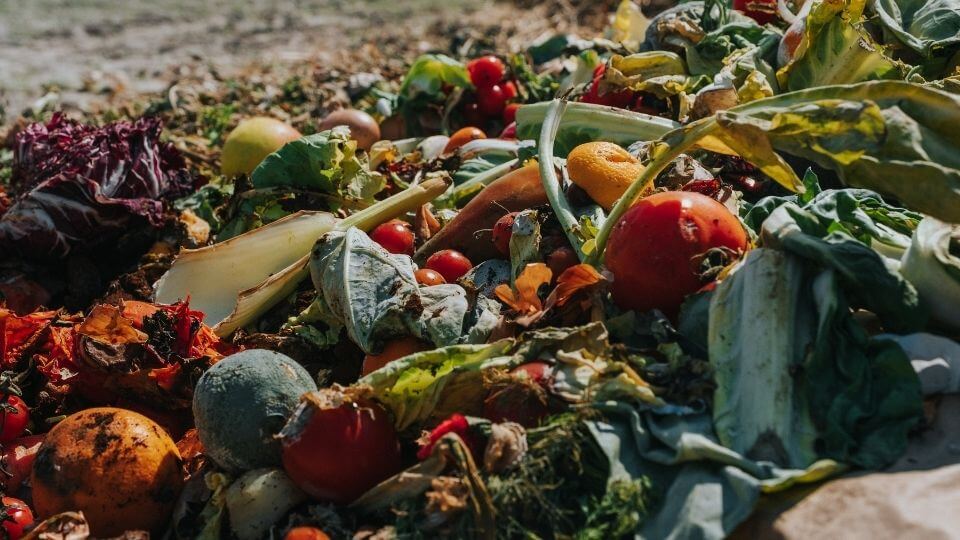 The opportunities and obstacles for upcycled pet food