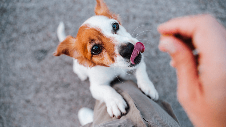 An update on the US pet treats market