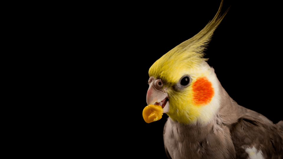 Bird feed: Industry opportunities as demand increases