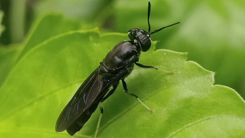 2024: an optimistic year for these 2 insect pet food players?