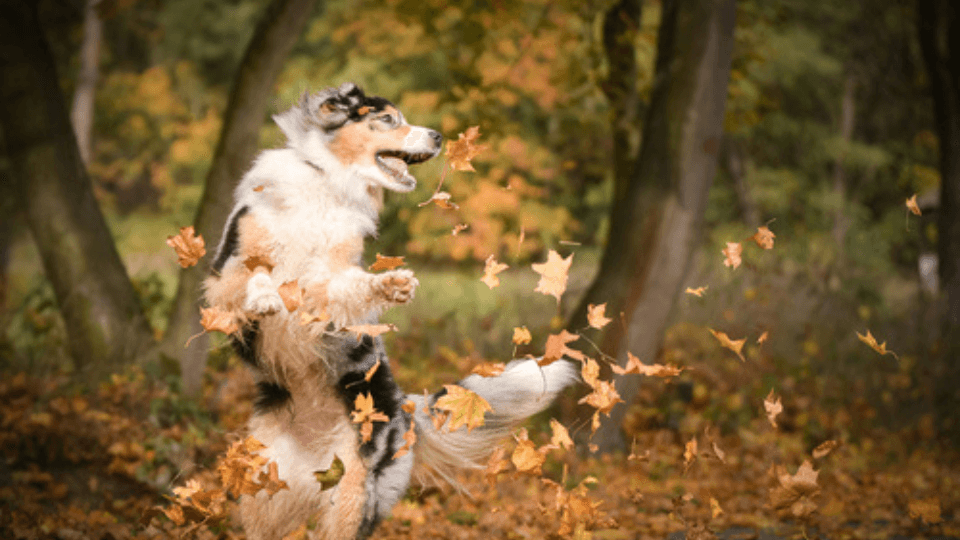 Boosting joint health – supplements for pets