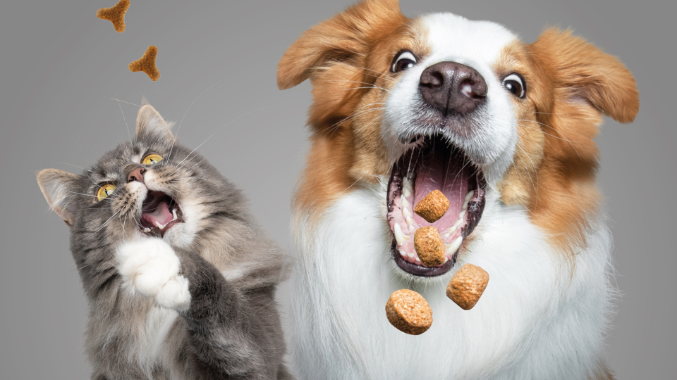 Pet food with passion