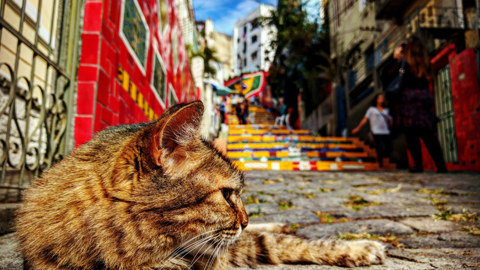 Country report: Brazil - Pet market skyrockets despite global headwinds