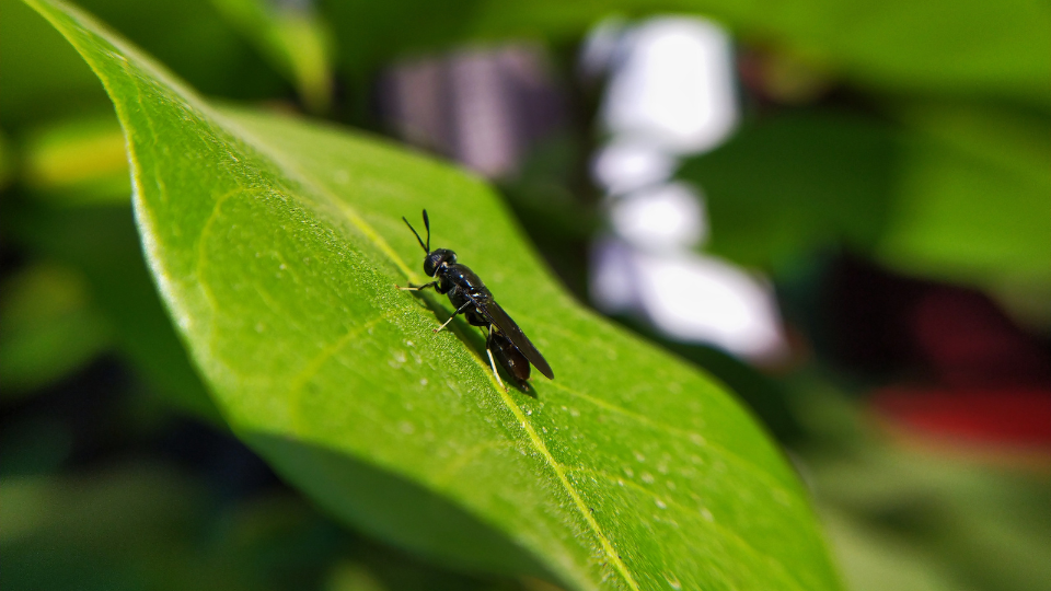 Eight recently funded insect start-ups to watch
