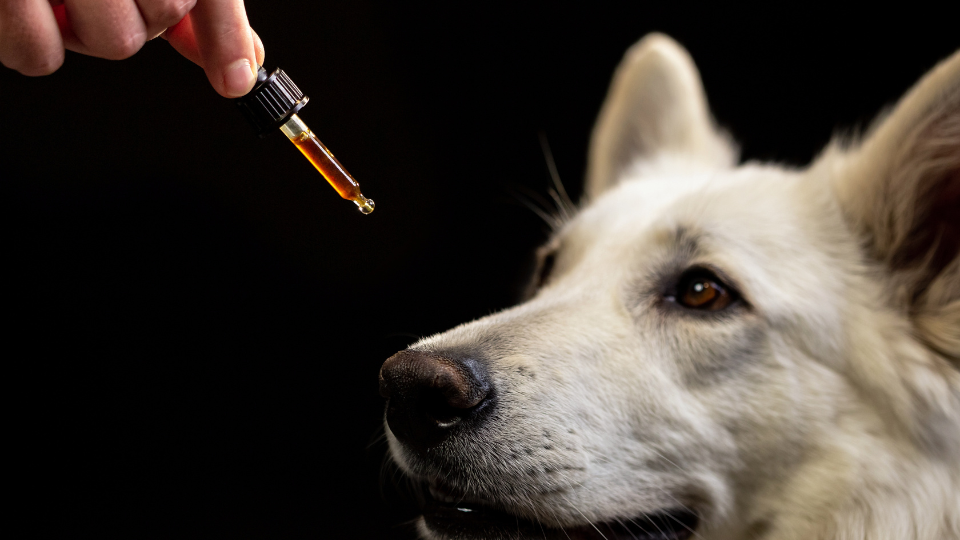 CBD for pets: some facts and figures