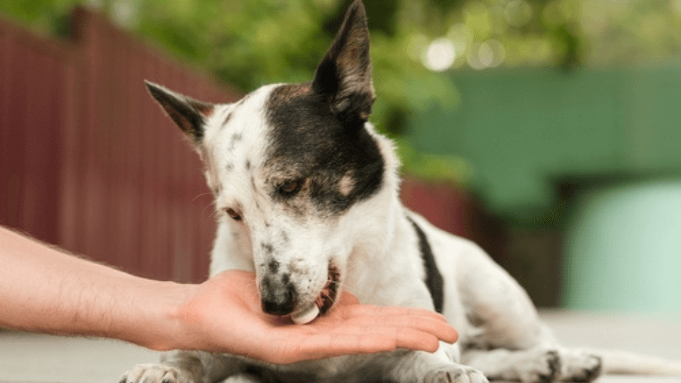 Update: Pet supplement segment soaring