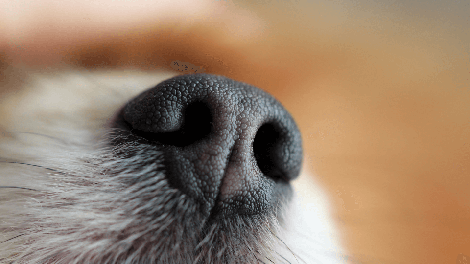 The newest trends in AI pet tech