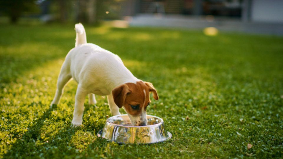 The benefits of sc-FOS versus MOS in pet foods