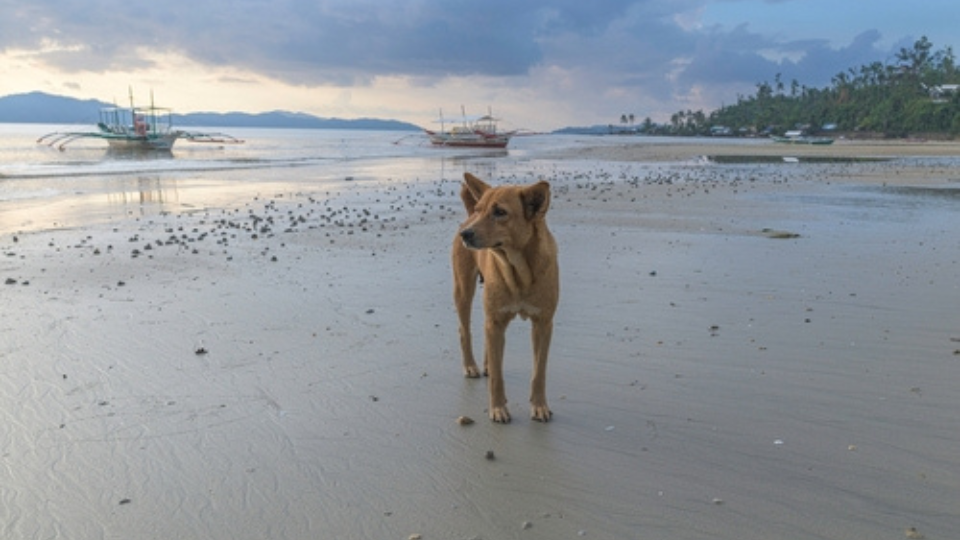 The Philippines: Steadily growing demand in this up- and-coming market