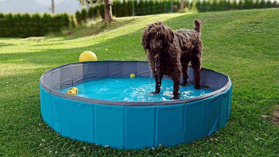 The latest trends in pet pools