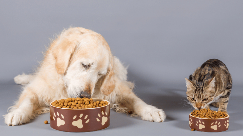 Current challenges for the dry pet food market