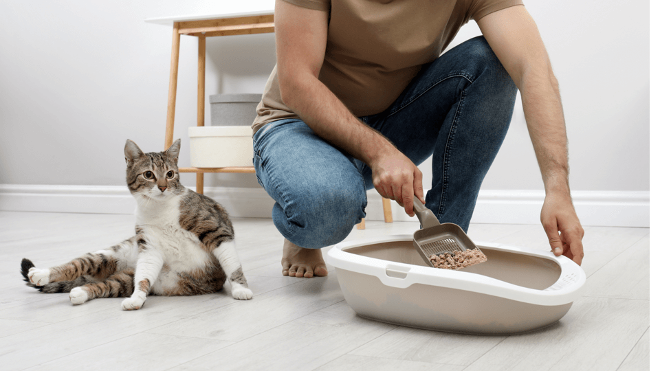 Owner survey gives you the scoop on cat litter consumption