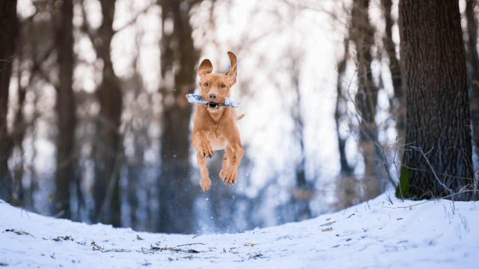 Innovation in the pet food world