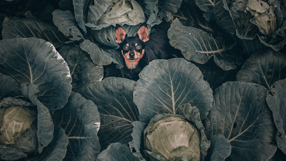 Like owner, like pet? The trend in plant-based pet food