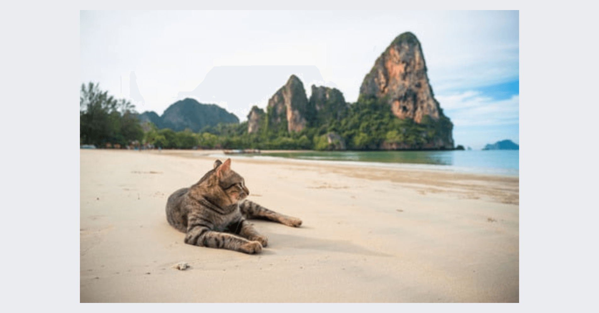 Opportunities in Thailand for pet food companies