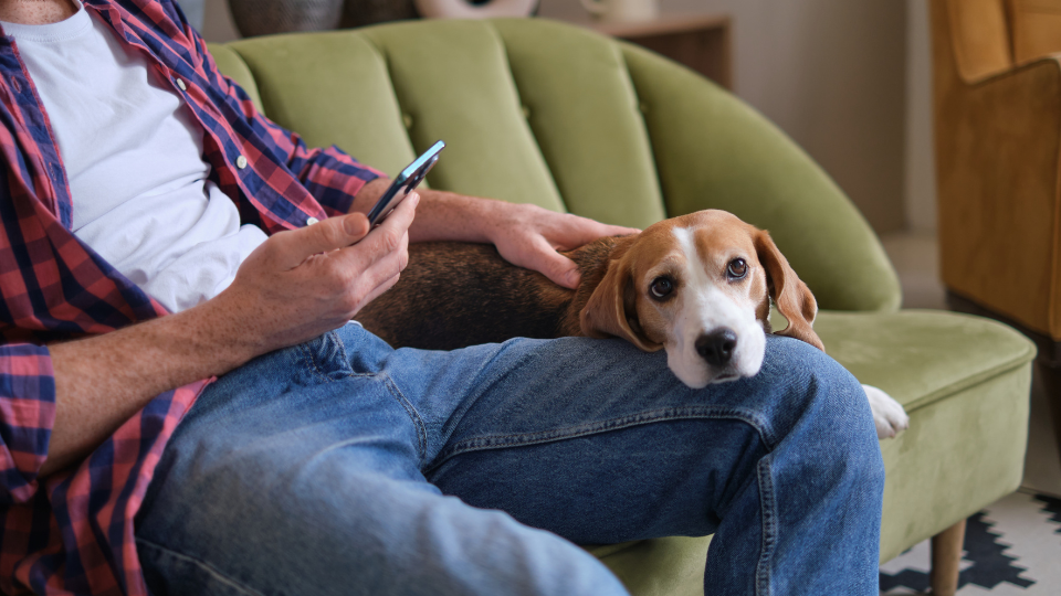 The power of social media for pet brands