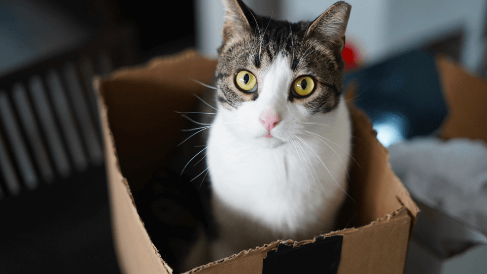 Trends in online sales of pet products